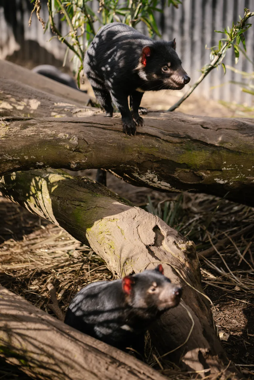 Tasmanian Devils at Trowunna Wildlife Sanctury