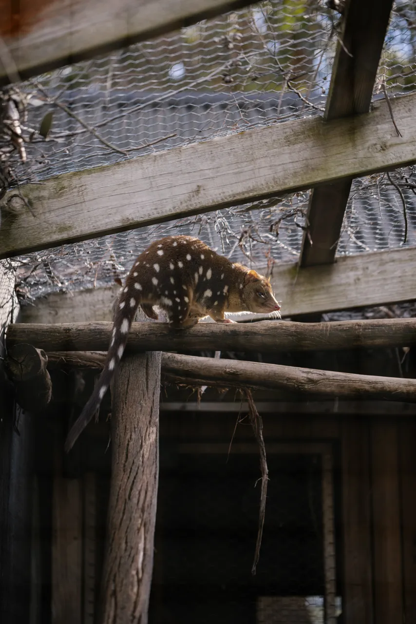 Spotted Quoll at Trowunna Wildlife Sanctuary