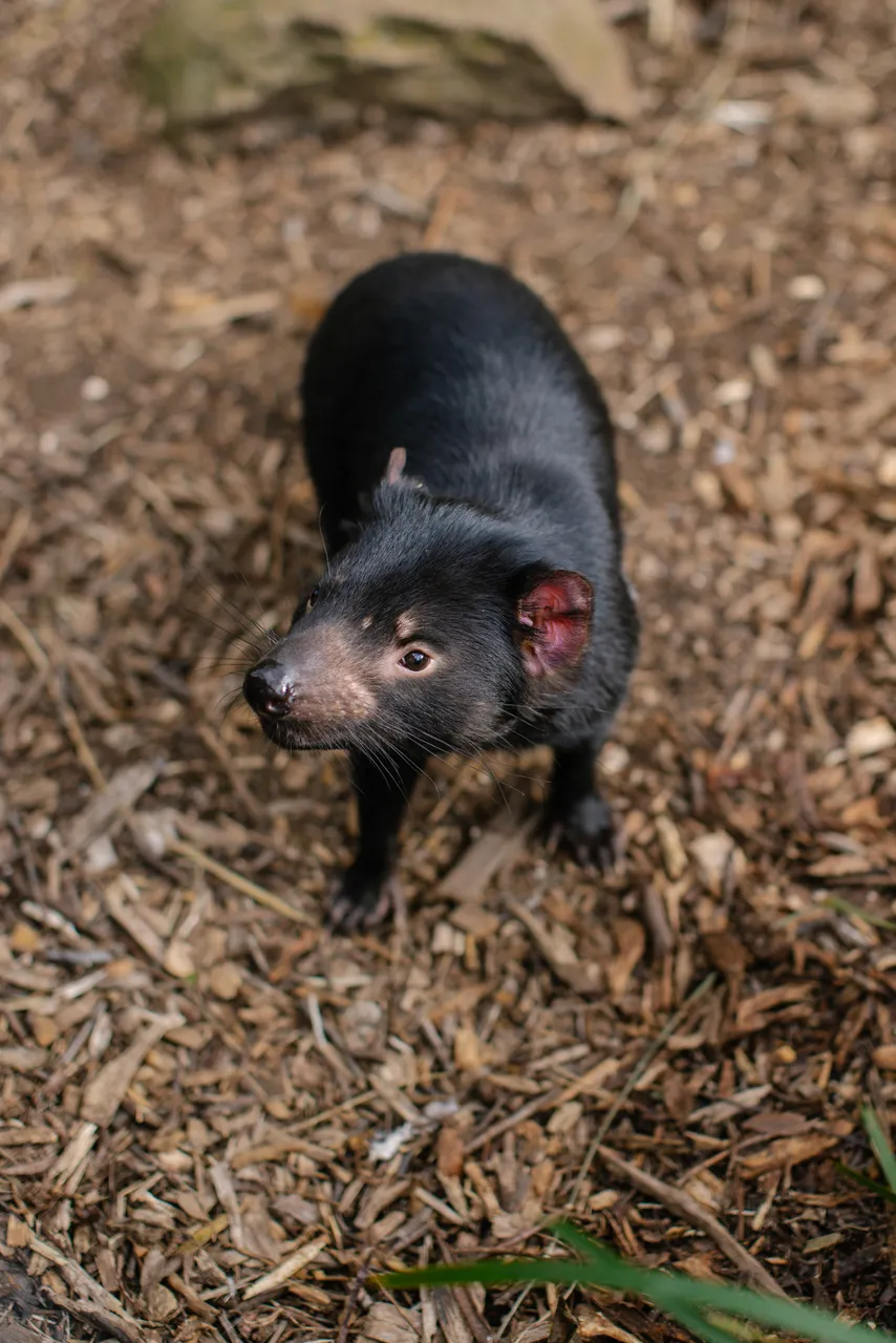 Tasmanian Devil at Trowunna Wildlife Sanctury
