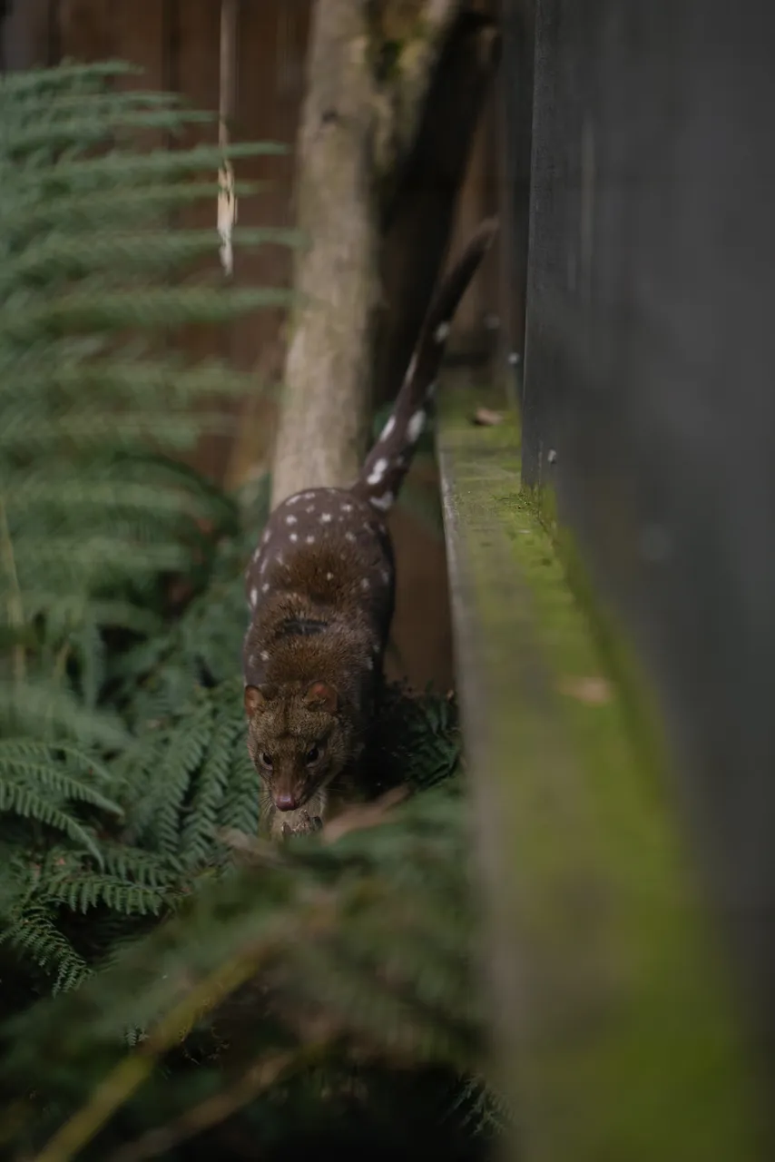 Spotted Quoll at Trowunna Wildlife Sanctuary