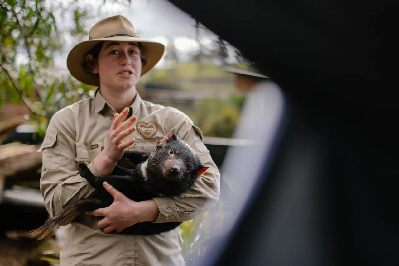 Tasmanian Devil at Trowunna Wildlife Sanctury