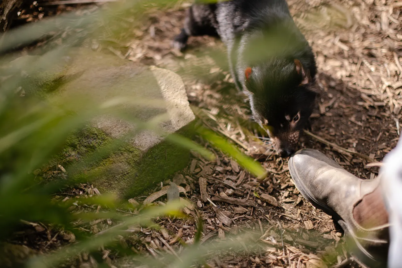 Tasmanian Devil at Trowunna Wildlife Sanctury