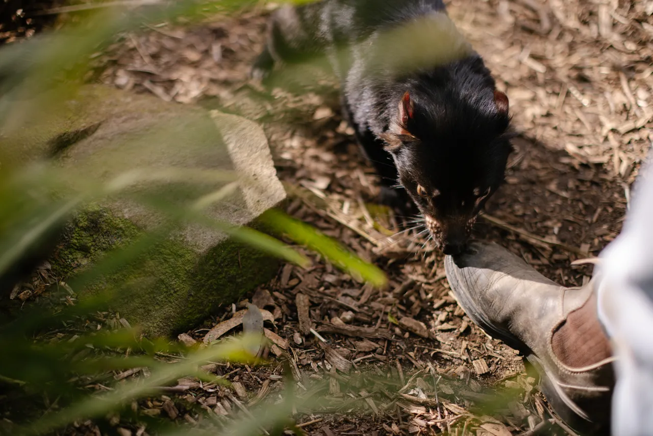 Tasmanian Devil at Trowunna Wildlife Sanctury