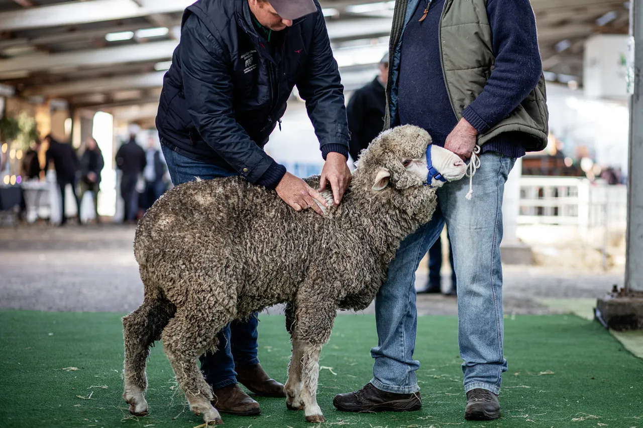 Campbell Town Show