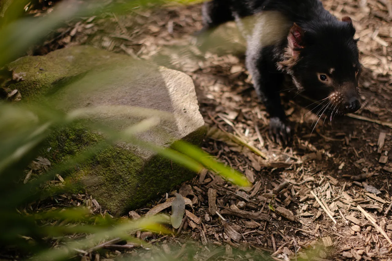 Tasmanian Devil at Trowunna Wildlife Sanctury