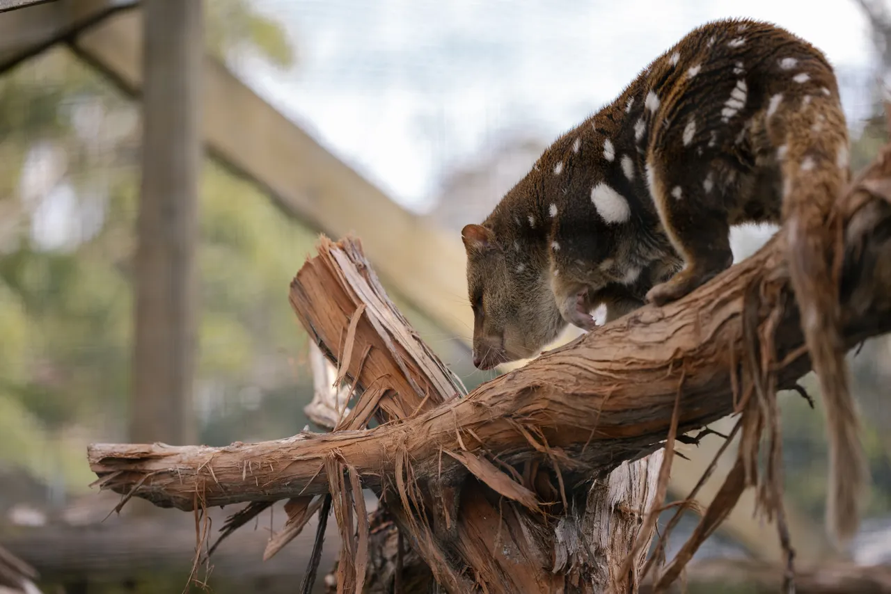 Spotted Quoll at Trowunna Wildlife Sanctuary