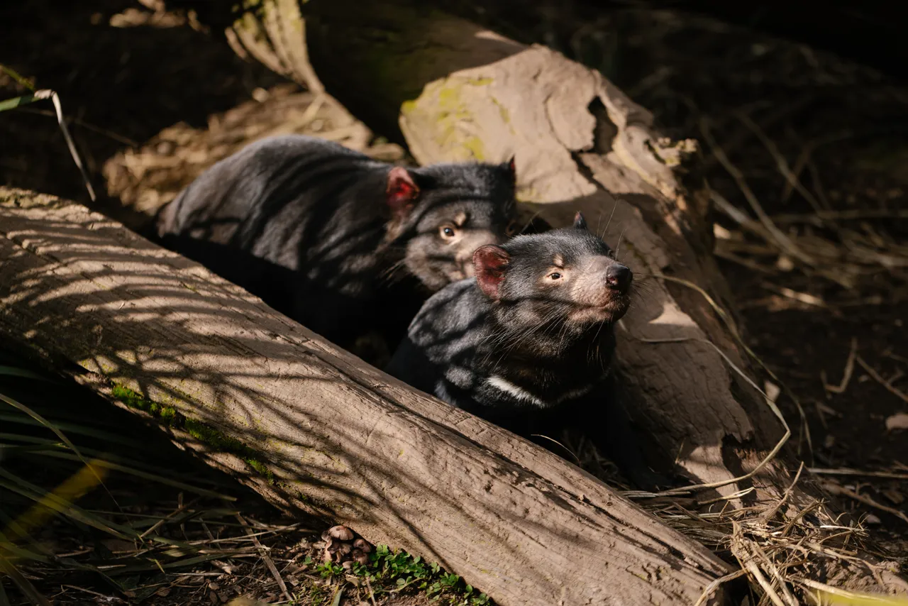 Tasmanian Devils at Trowunna Wildlife Sanctury