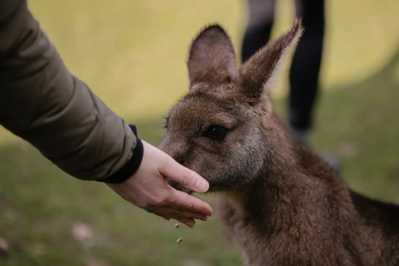 Feeding Kangaroo at Trowunna Wildlife Sanctuary