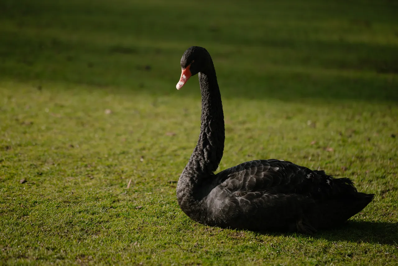 Swan at Trowunna Wildlife Sanctuary