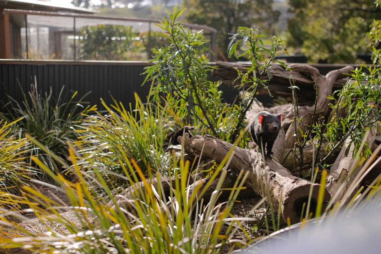 Tasmanian Devil at Trowunna Wildlife Sanctury