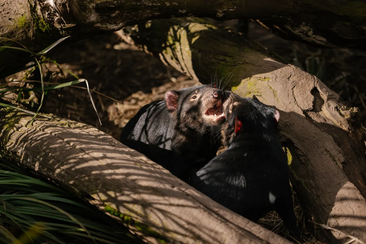 Tasmanian Devils at Trowunna Wildlife Sanctury