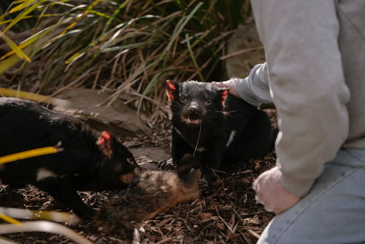 Tasmanian Devils at Trowunna Wildlife Sanctury