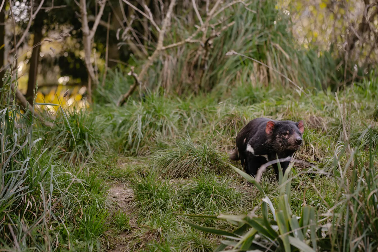 Tasmanian Devil at Trowunna Wildlife Sanctury