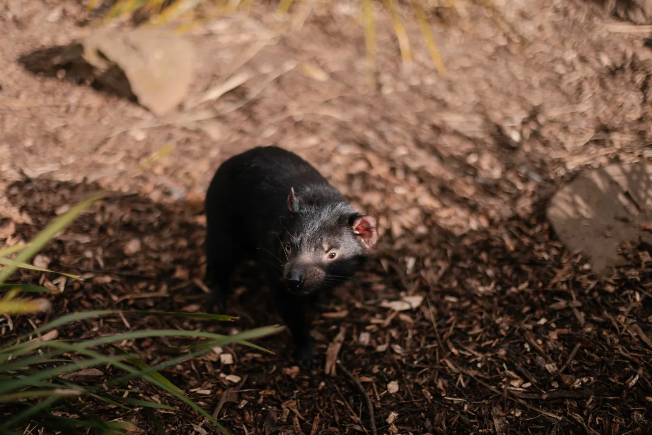 Tasmanian Devil at Trowunna Wildlife Sanctury