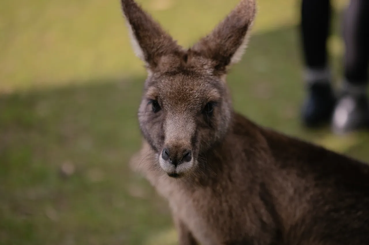 Kangaroo at Trowunna Wildlife Sanctuary