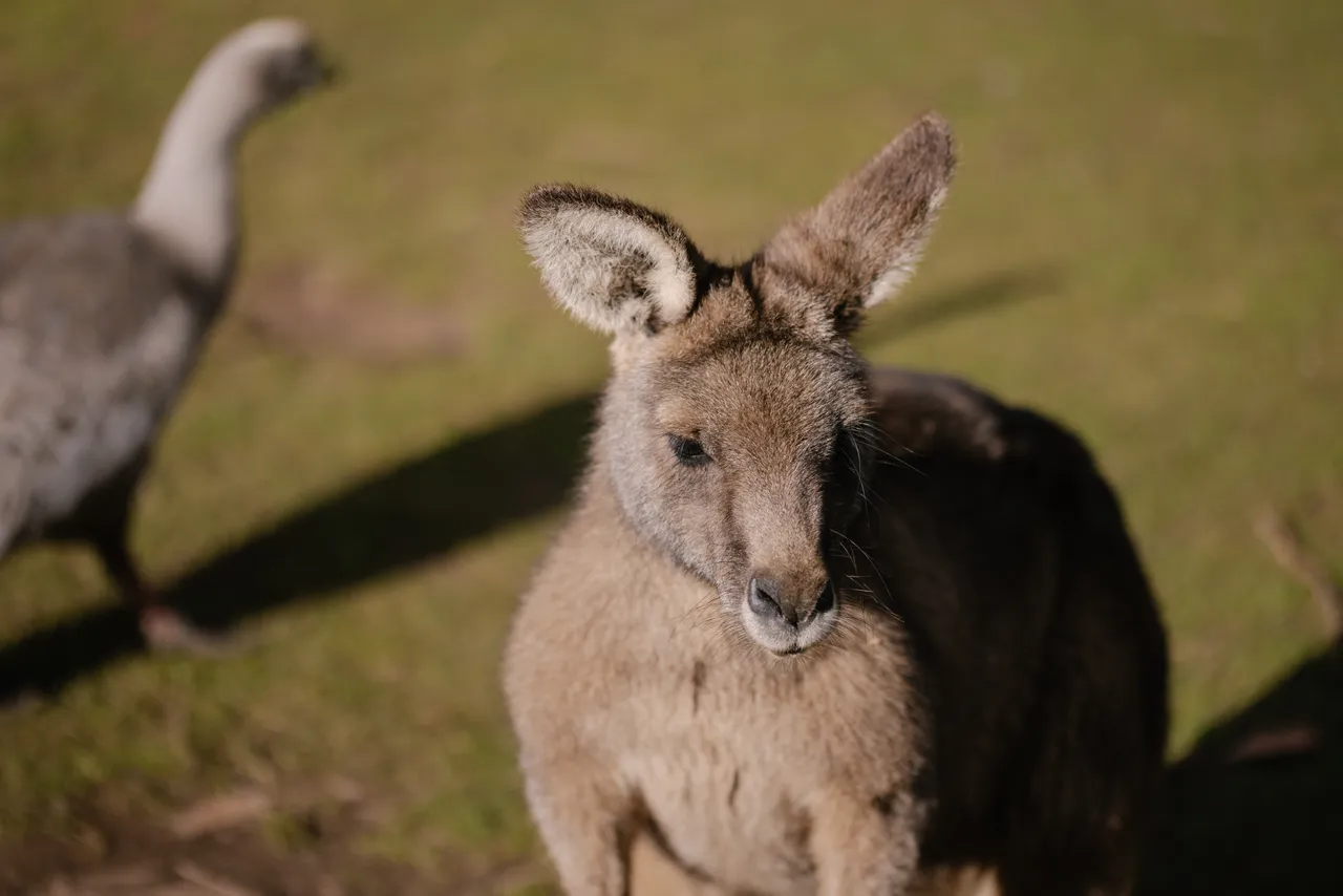 Kangaroo at Trowunna Wildlife Sanctuary