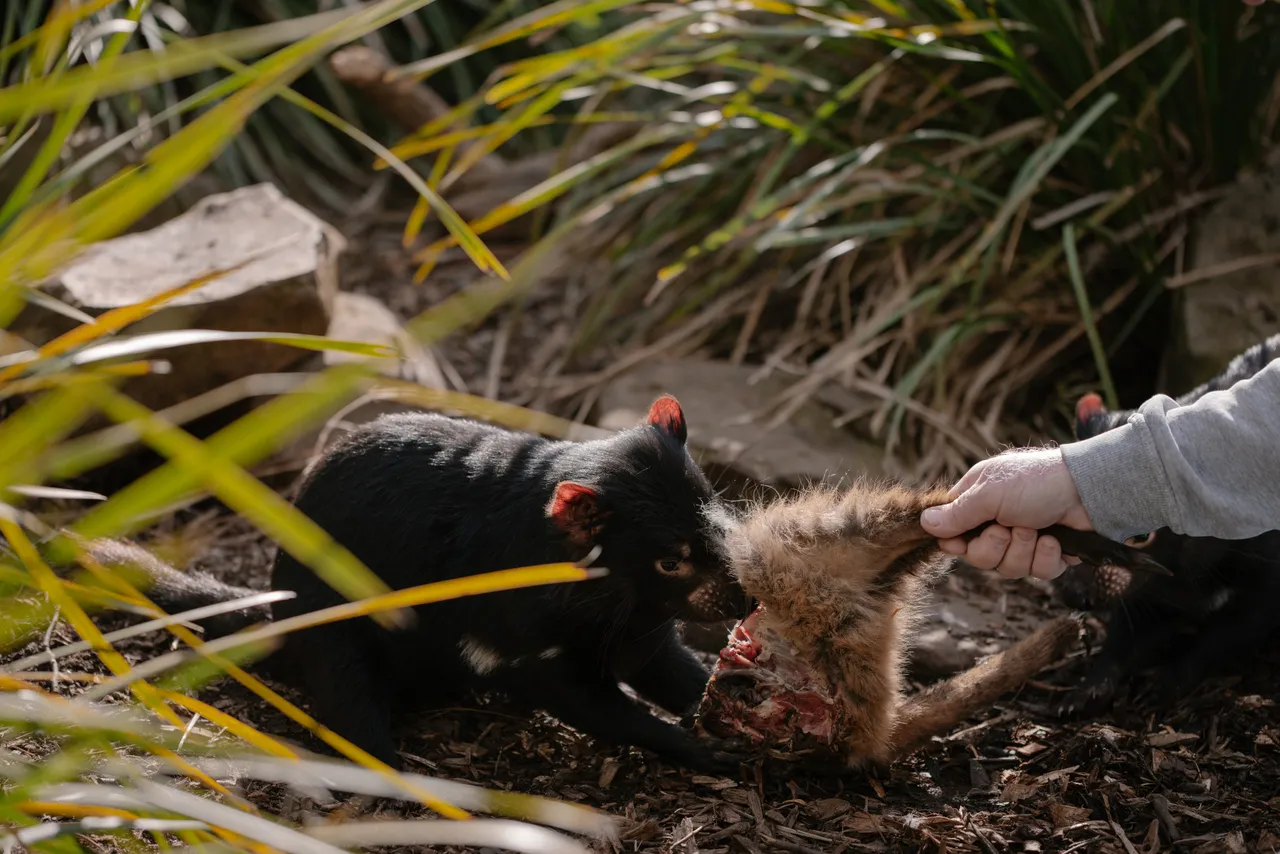 Tasmanian Devil at Trowunna Wildlife Sanctury