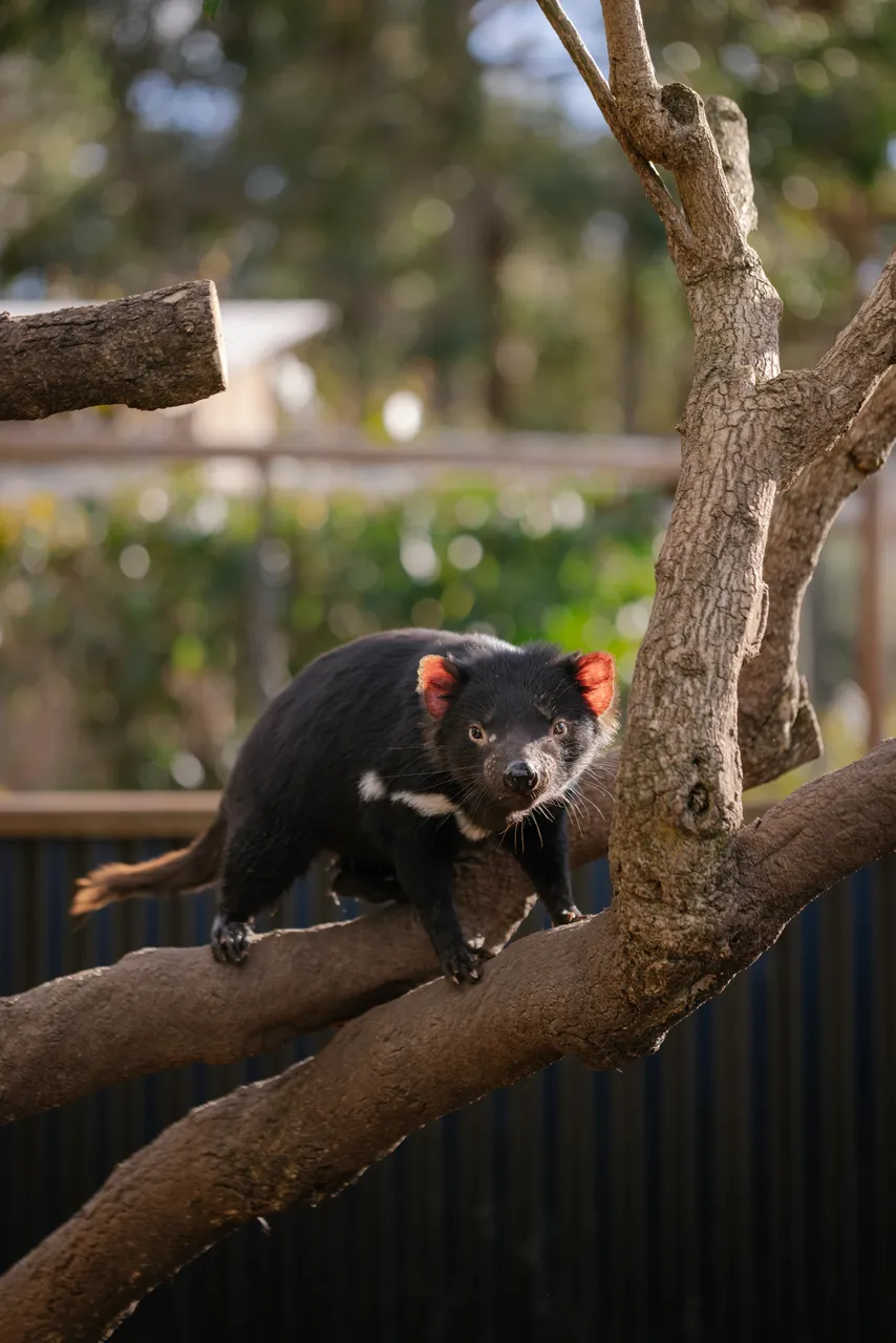 Tasmanian Devil at Trowunna Wildlife Sanctury