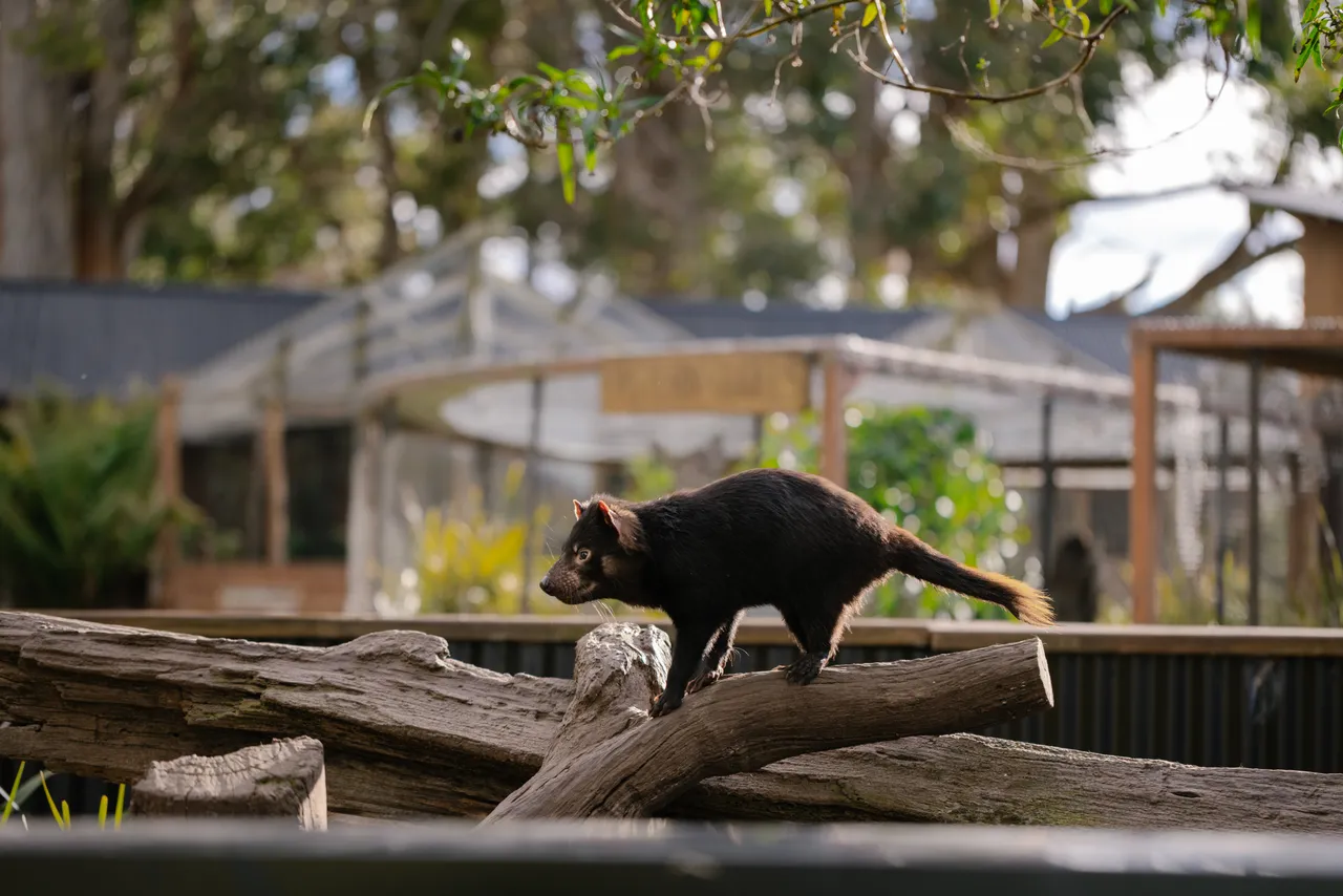 Tasmanian Devil at Trowunna Wildlife Sanctury