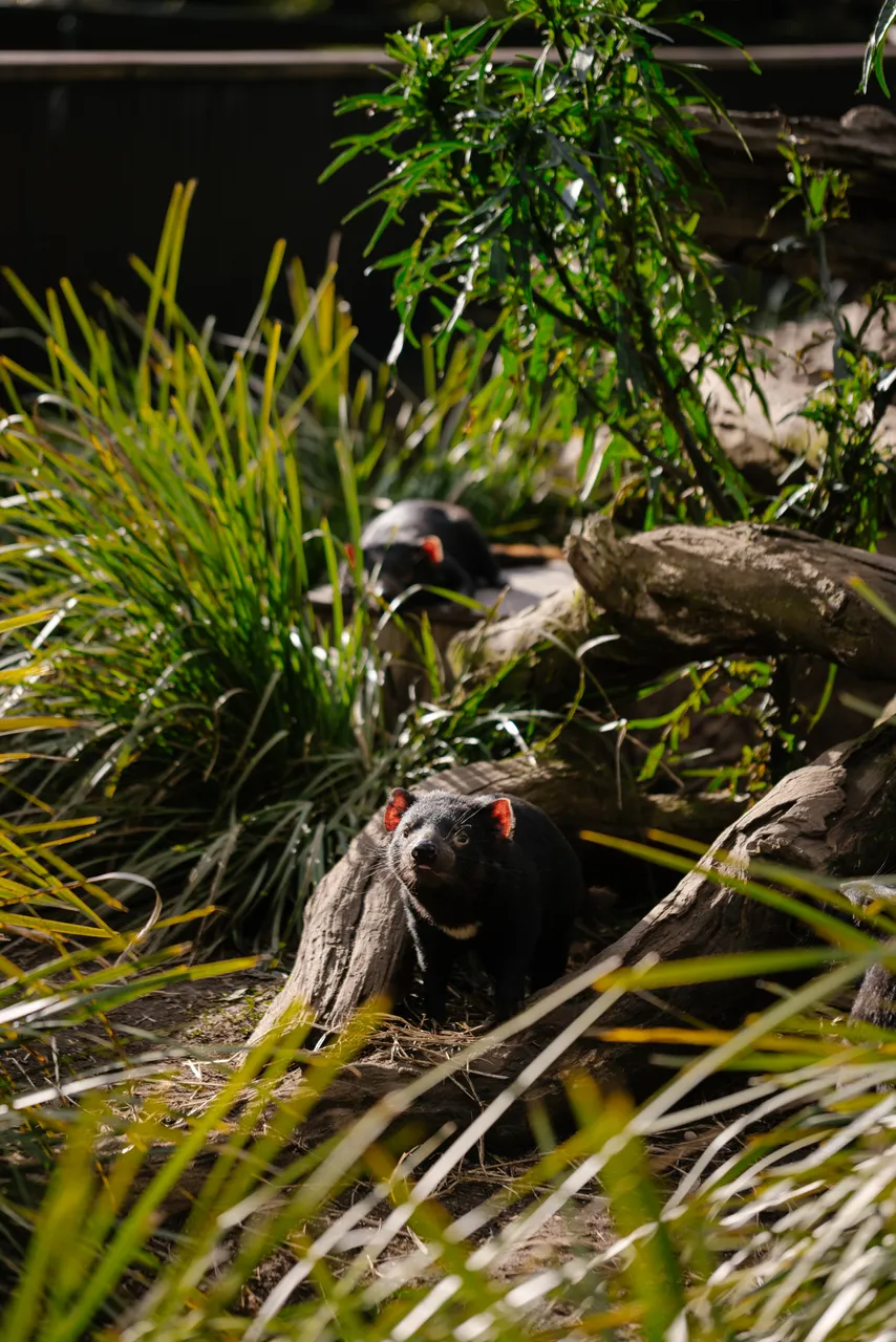Tasmanian Devils at Trowunna Wildlife Sanctury