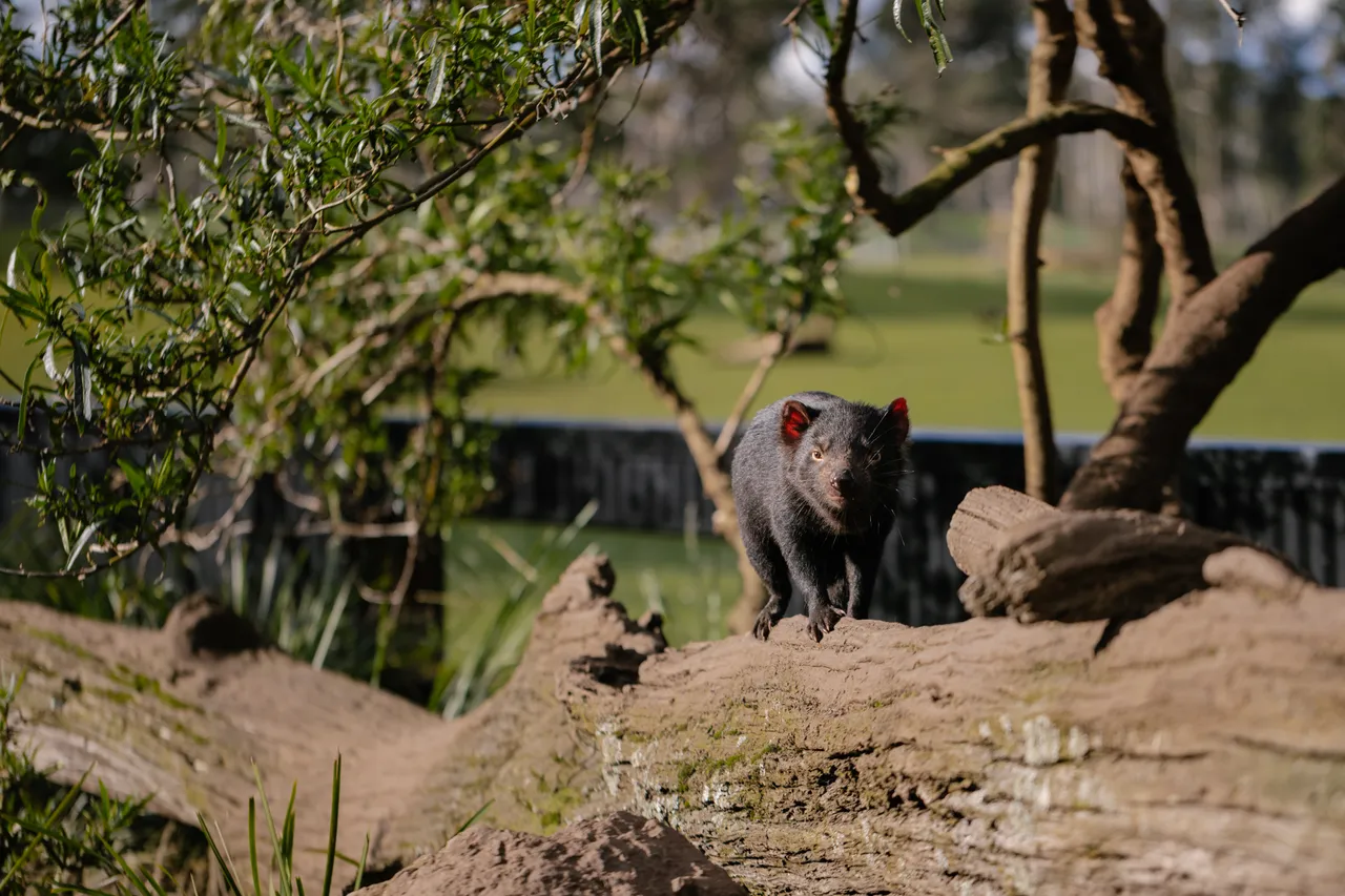 Tasmanian Devil at Trowunna Wildlife Sanctury