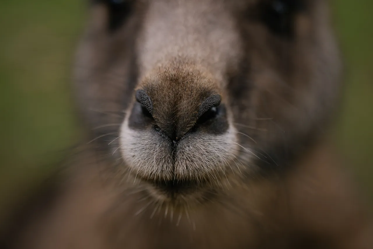 Kangaroo at Trowunna Wildlife Sanctuary