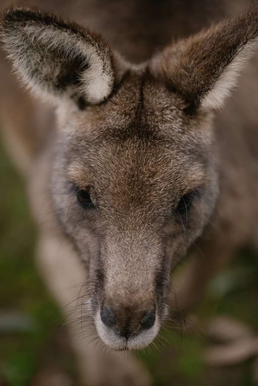 Kangaroo at Trowunna Wildlife Sanctuary