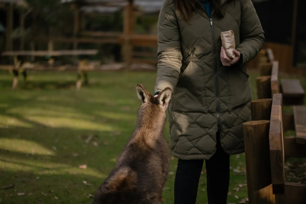 Feeding Kangaroo at Trowunna Wildlife Sanctuary