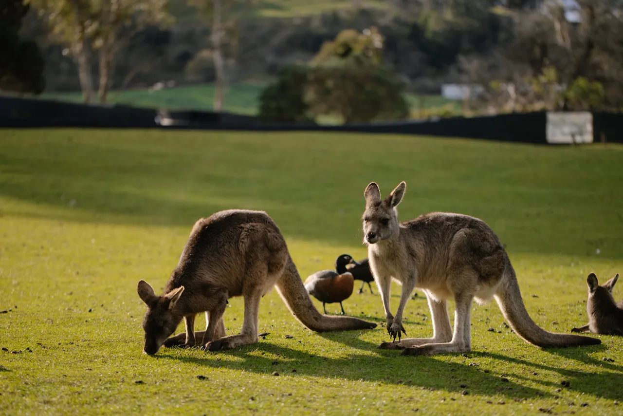 Kangaroos at Trowunna Wildlife Sanctuary