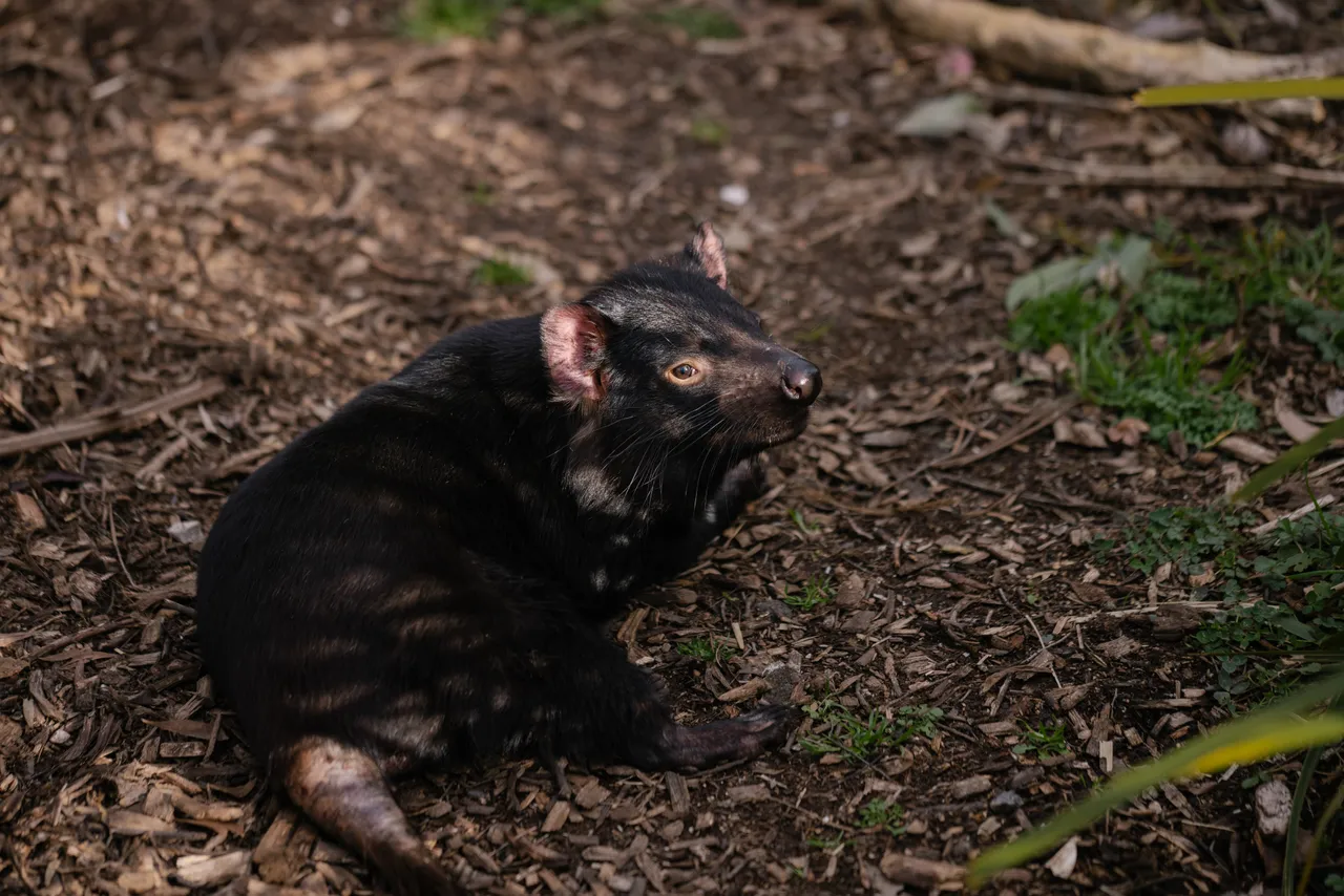 Tasmanian Devil at Trowunna Wildlife Sanctury