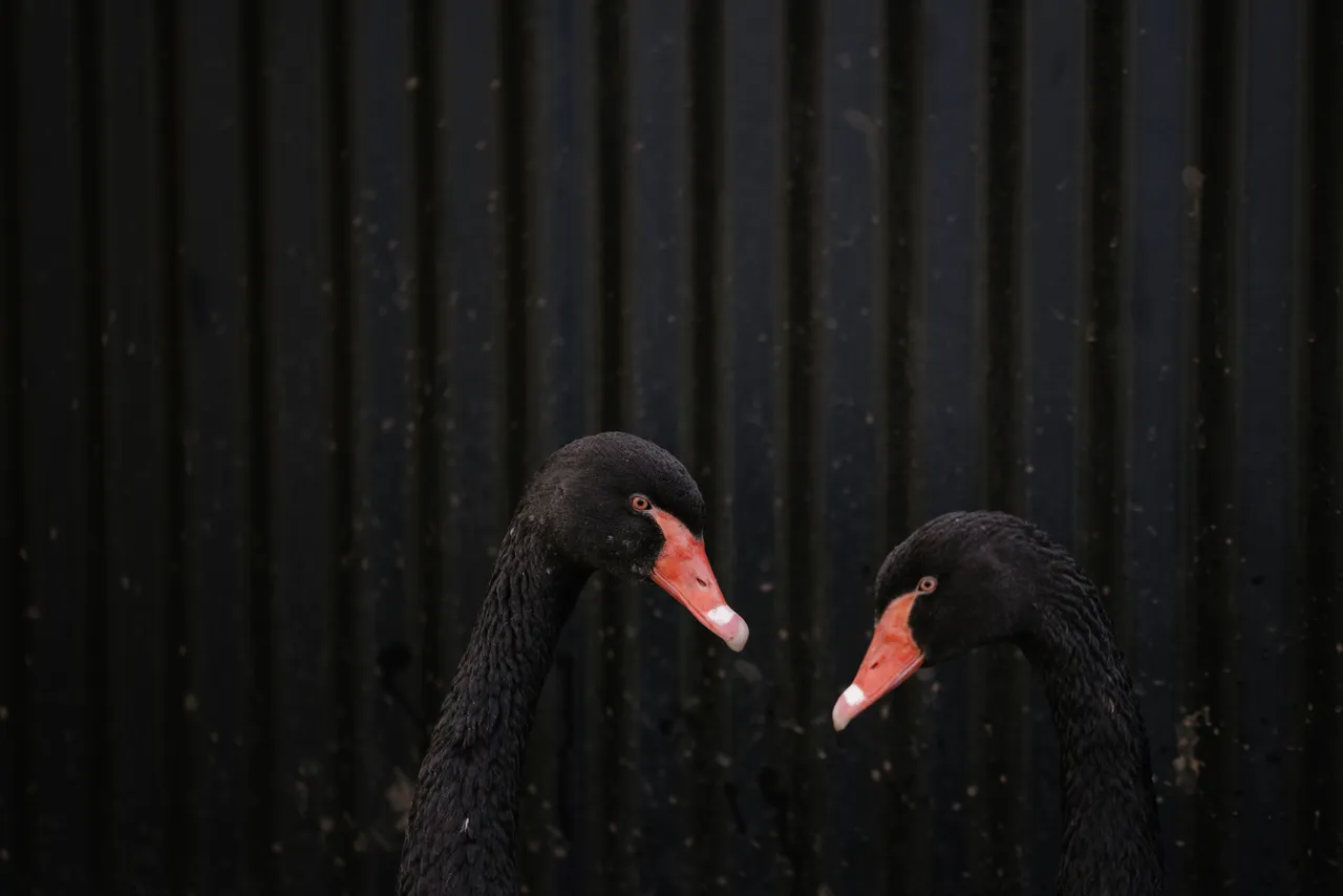 Swans at Trowunna Wildlife Sanctuary