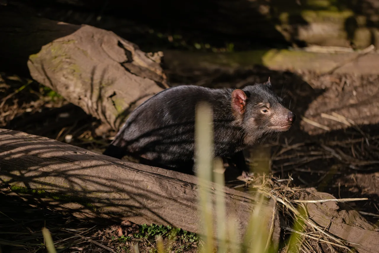 Tasmanian Devil at Trowunna Wildlife Sanctury
