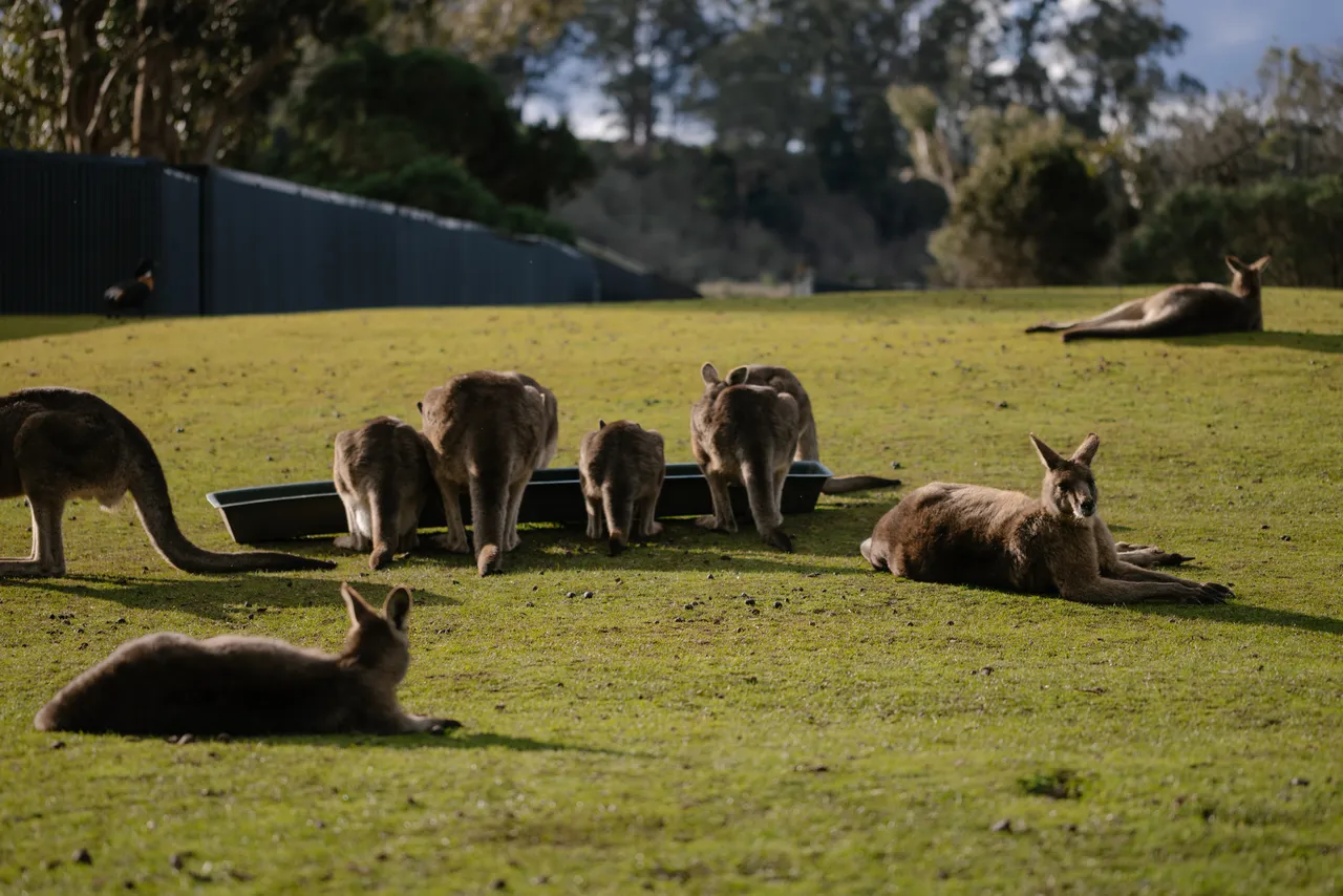 Kangaroos at Trowunna Wildlife Sanctuary