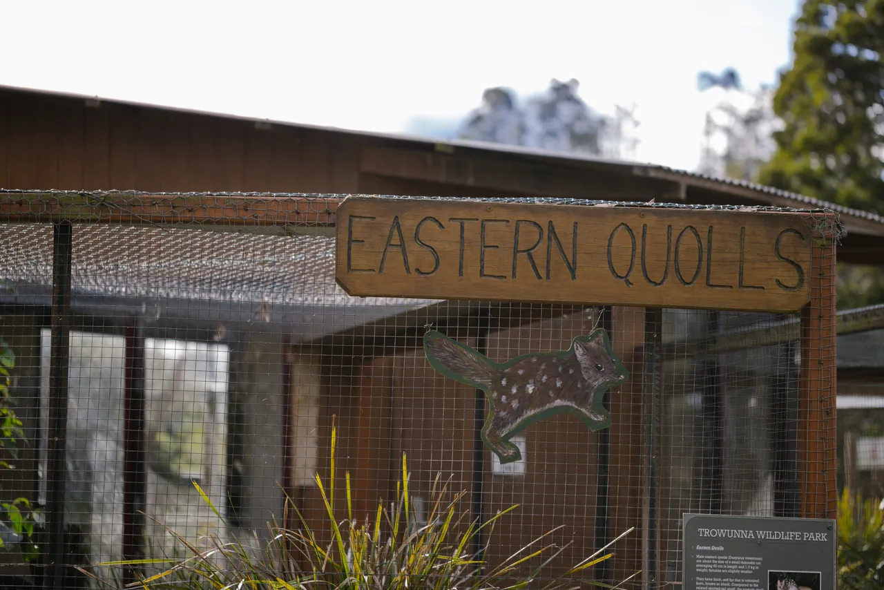 Eastern Quolls at Trowunna Wildlife Sanctuary