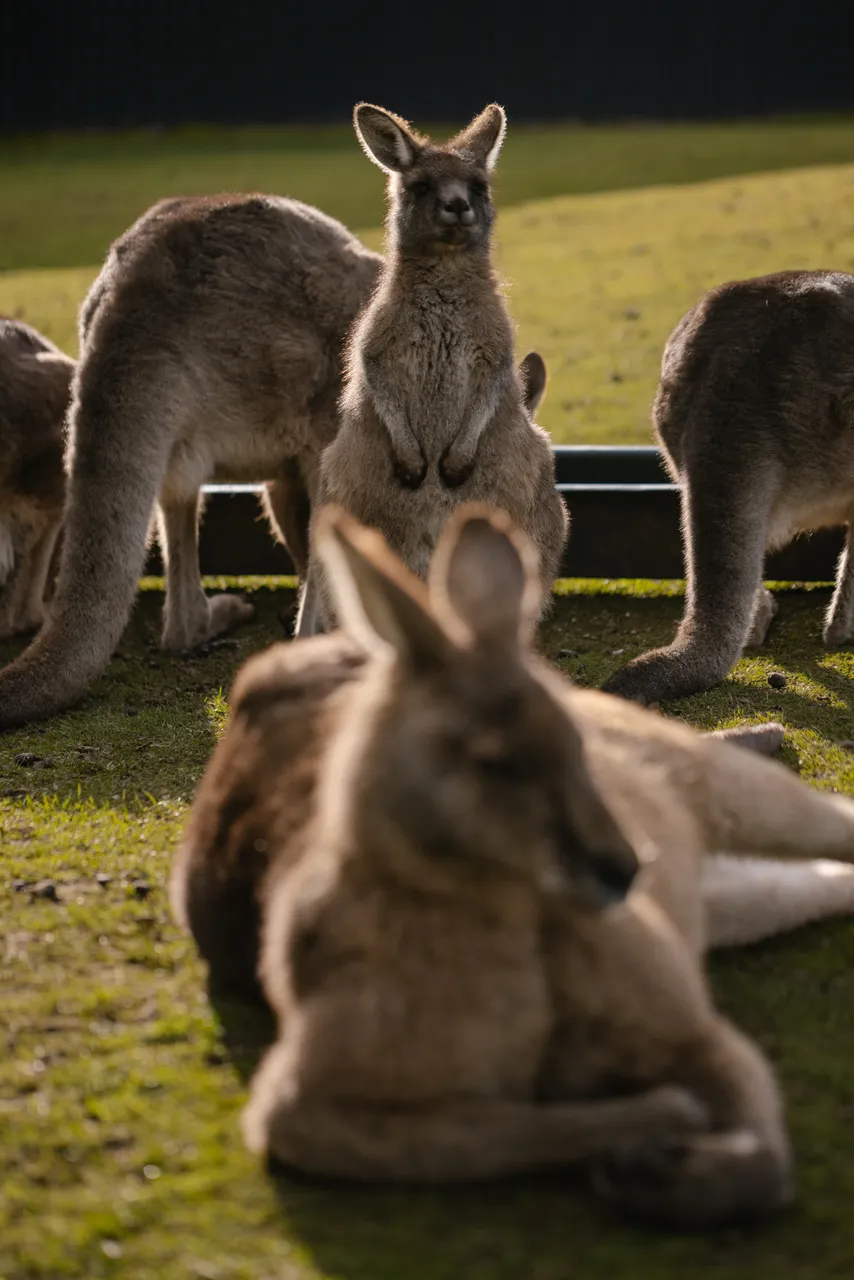 Kangaroos at Trowunna Wildlife Sanctuary