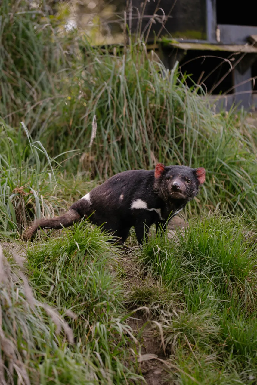 Tasmanian Devil at Trowunna Wildlife Sanctury