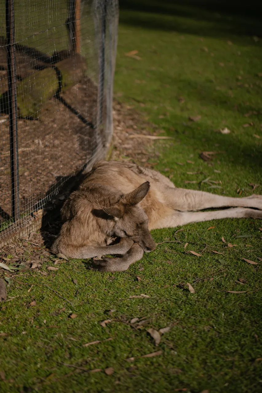 Kangaroo at Trowunna Wildlife Sanctuary