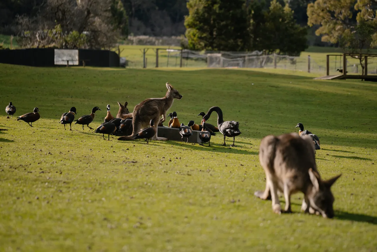 Kangaroos at Trowunna Wildlife Sanctuary