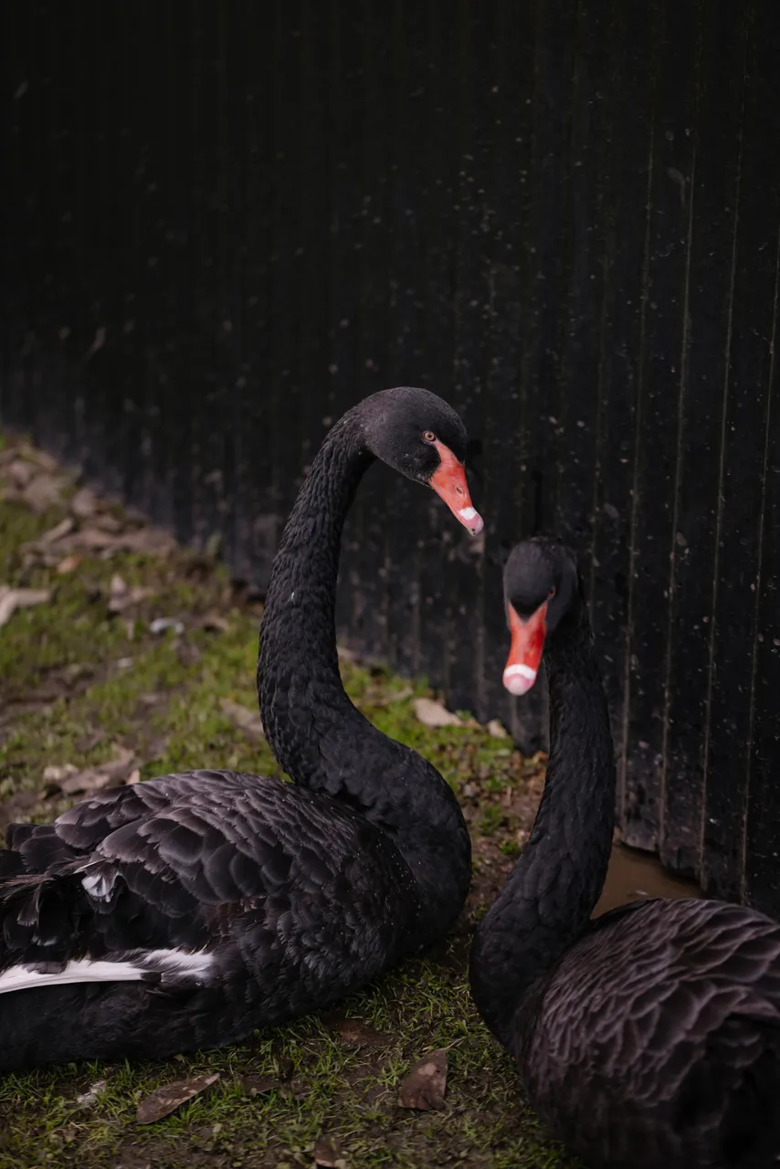 Swans at Trowunna Wildlife Sanctuary