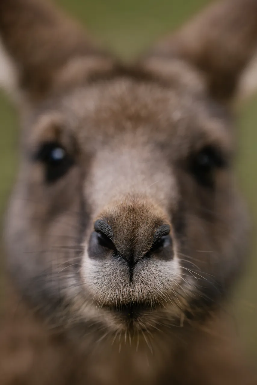Kangaroo at Trowunna Wildlife Sanctuary