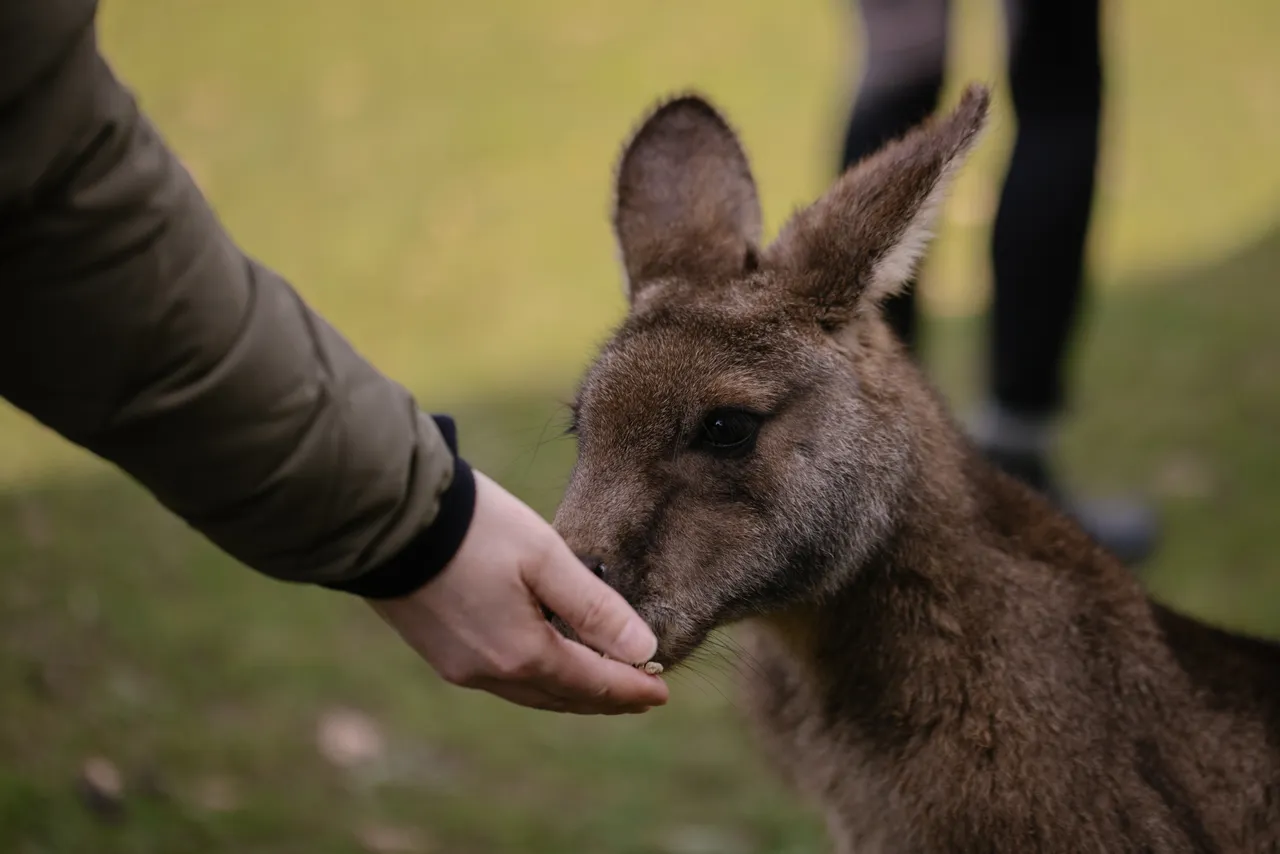 Feeding Kangaroo at Trowunna Wildlife Sanctuary