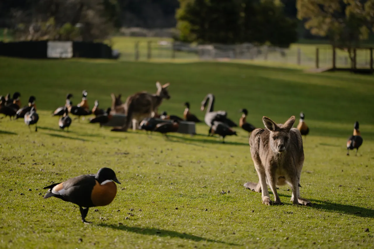 Kangaroos at Trowunna Wildlife Sanctuary