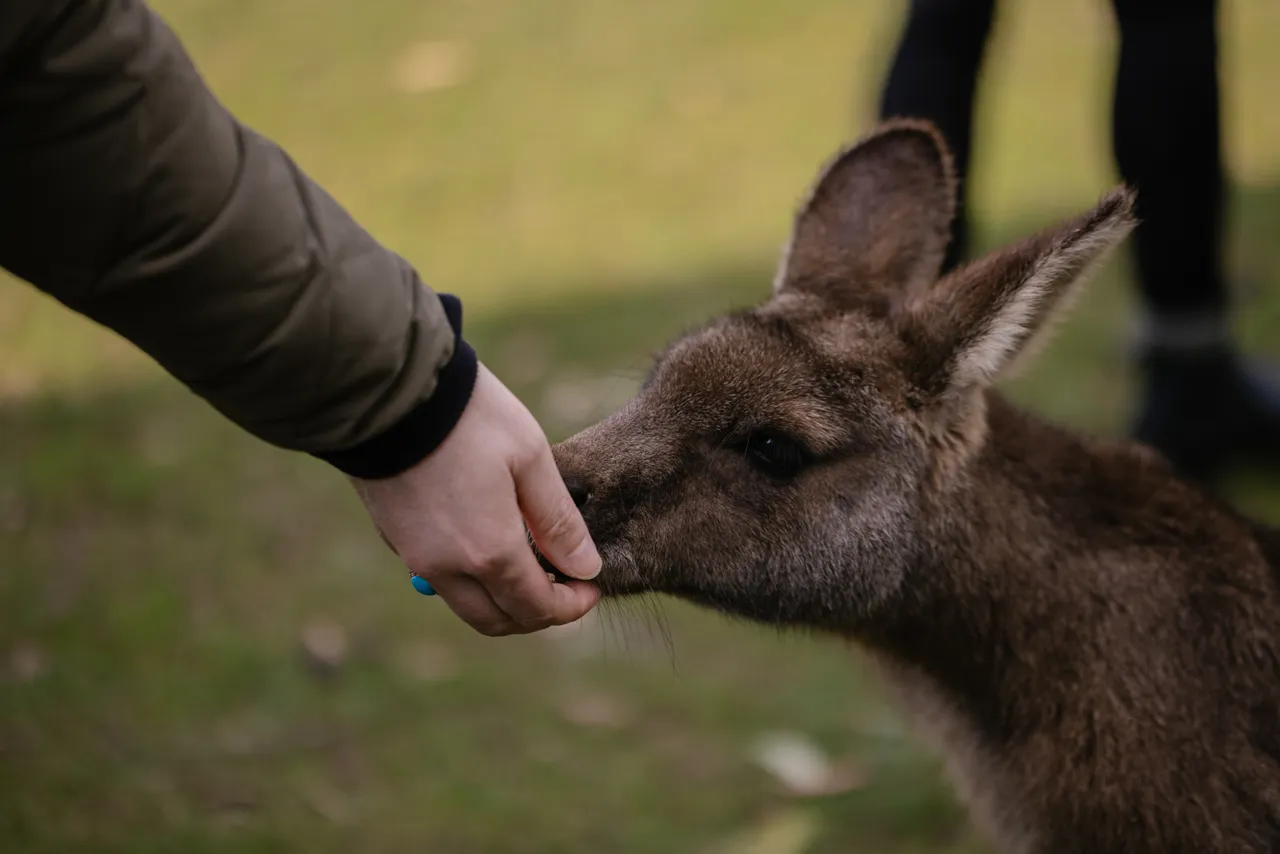 Feeding Kangaroo at Trowunna Wildlife Sanctuary
