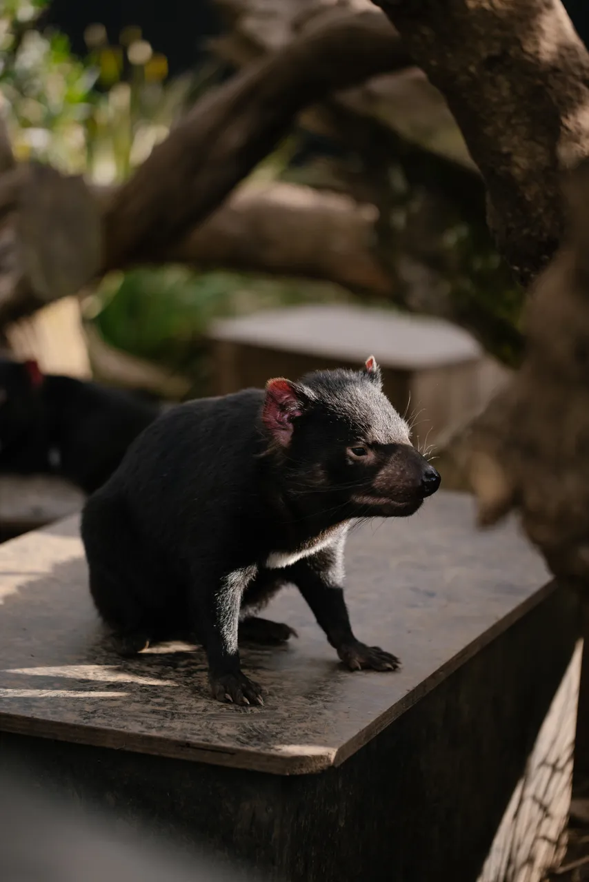 Tasmanian Devil at Trowunna Wildlife Sanctury
