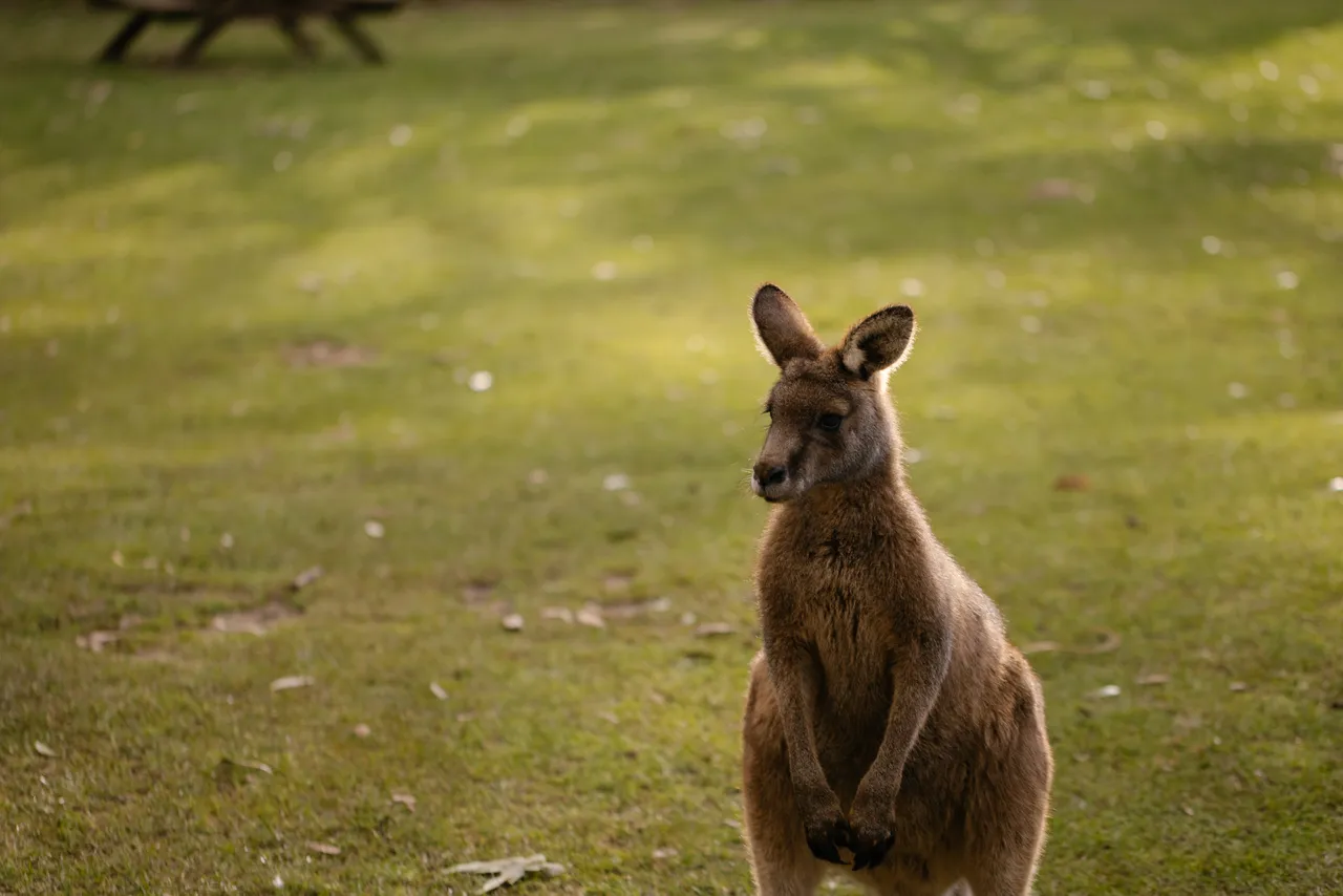 Kangaroo at Trowunna Wildlife Sanctuary