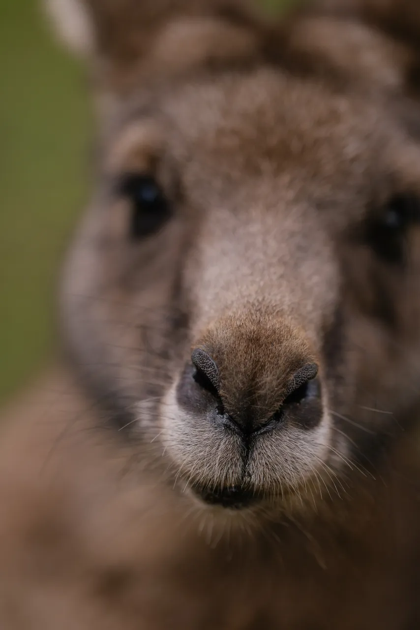 Kangaroo at Trowunna Wildlife Sanctuary