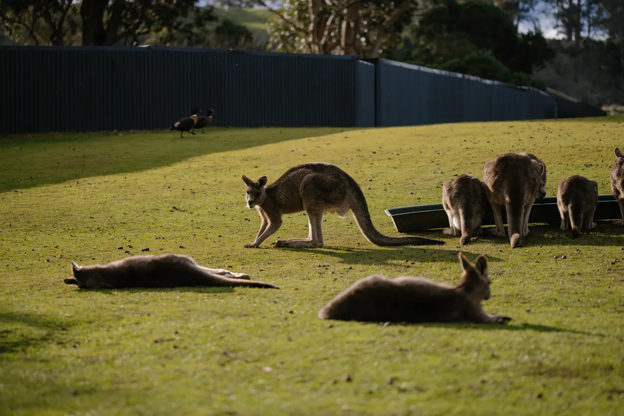 Kangaroos at Trowunna Wildlife Sanctuary