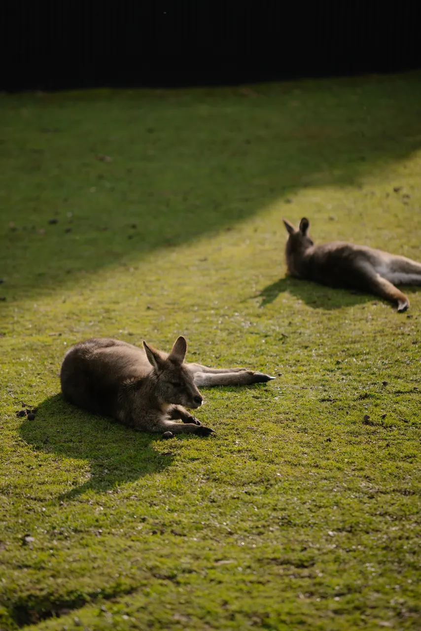 Kangaroos at Trowunna Wildlife Sanctuary