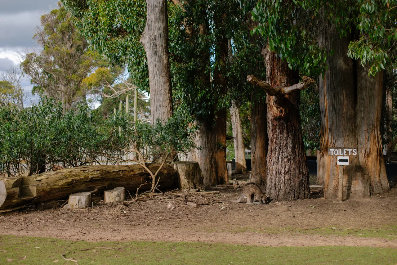 Trowunna Wildlife Sanctuary