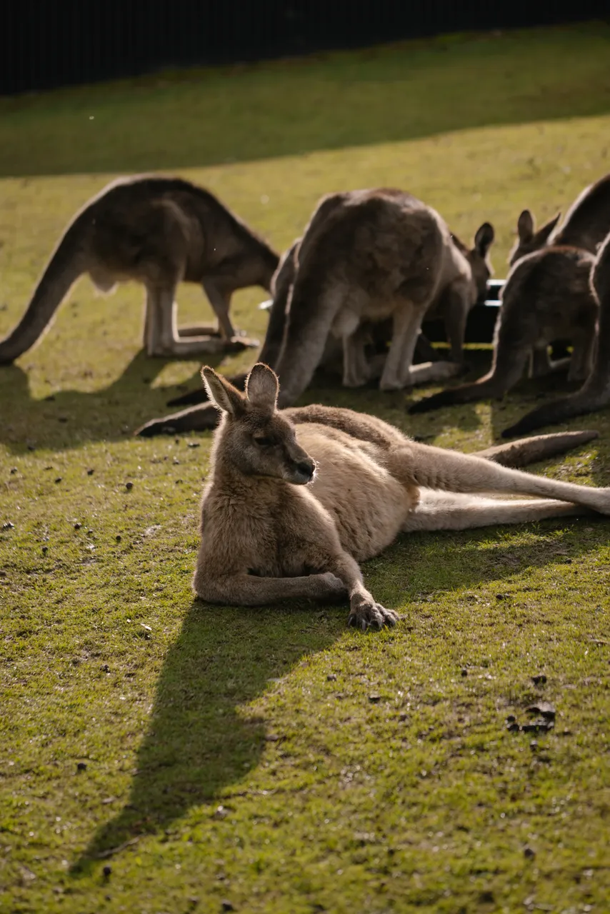 Kangaroos at Trowunna Wildlife Sanctuary